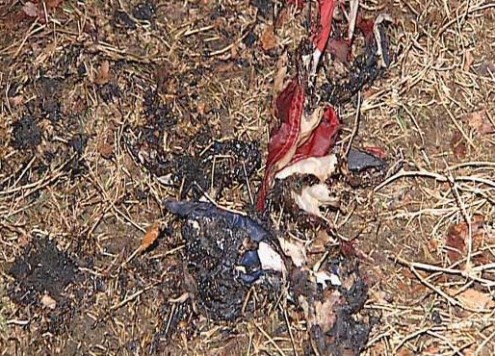 American flag burned Obama supporters burn American falg