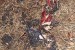 American flag burned Obama supporters burn American falg